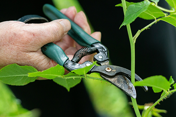 Entretien espaces verts avec Fantoni Espace Vert